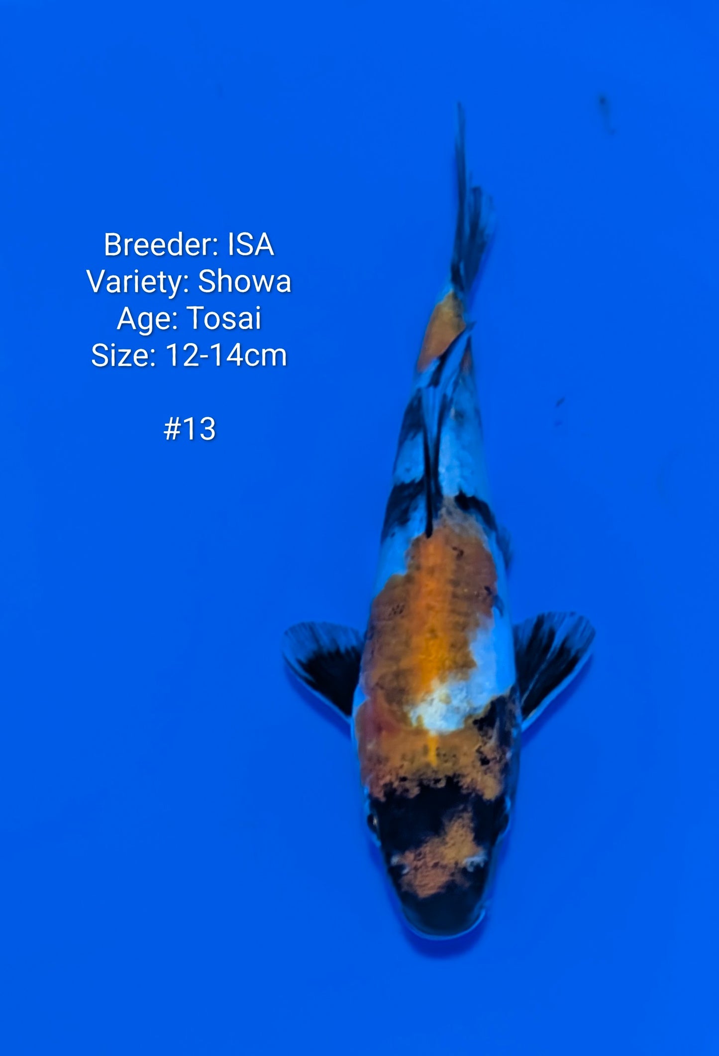 ISA SHOWA #13 Grow out