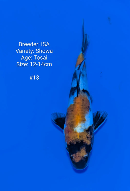 ISA SHOWA #13 Grow out