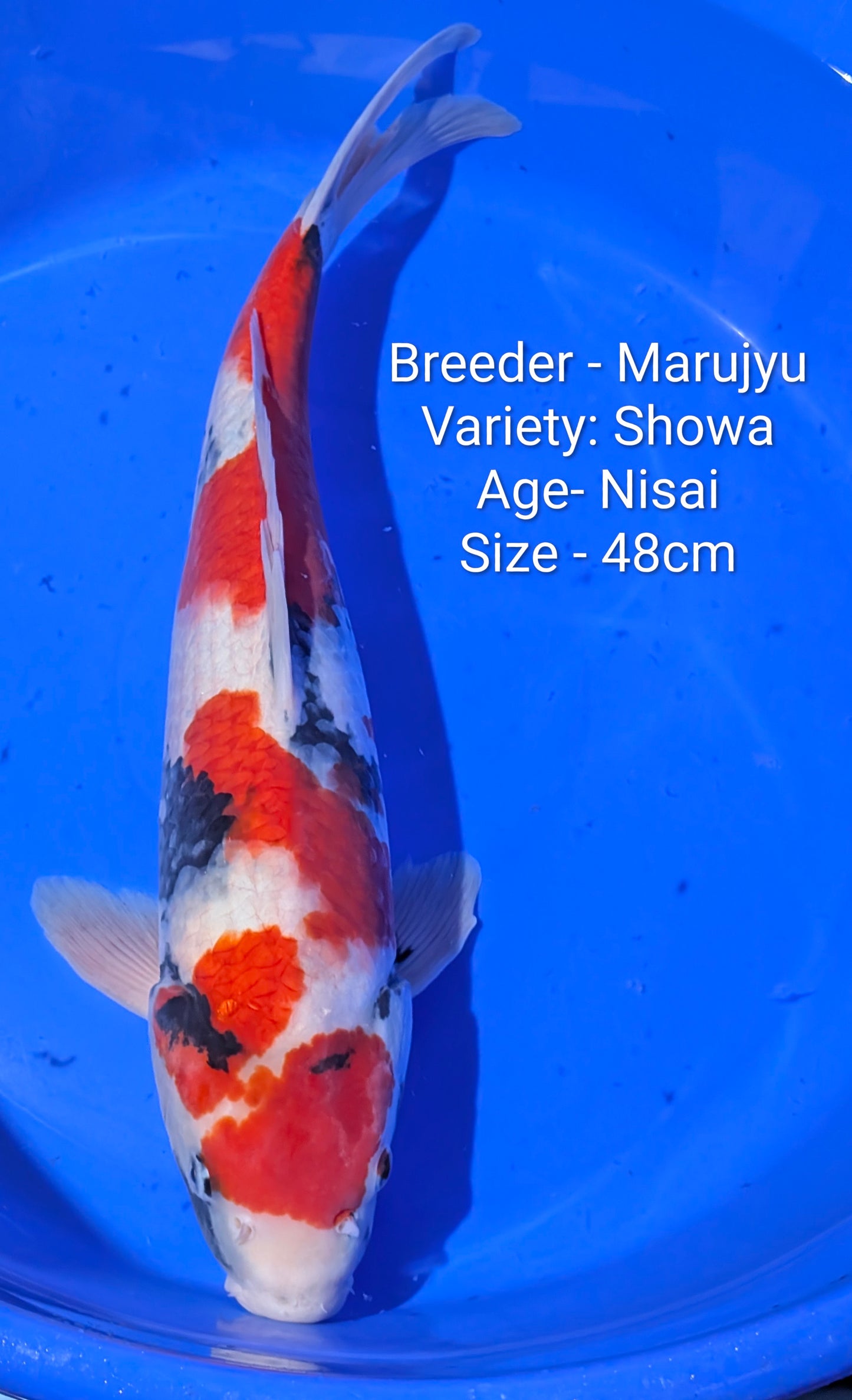 Marujyu Nisai Showa 48cm Code Maruj08