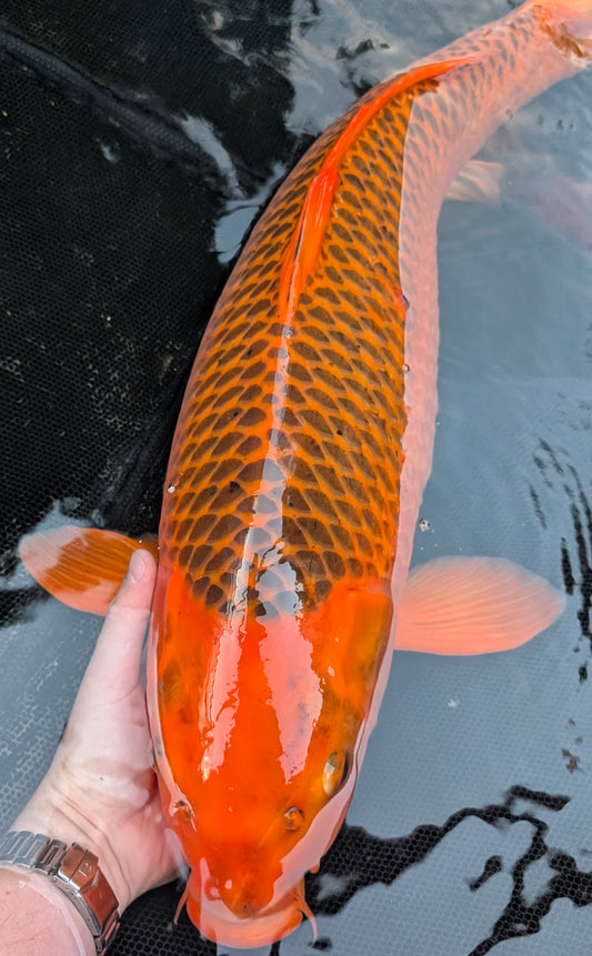 Raffle: 70cm Aka Matsuba female
