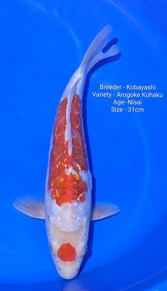 Kobayashi Arogoke Gin Rin Nisai 31cm Code Kobay04