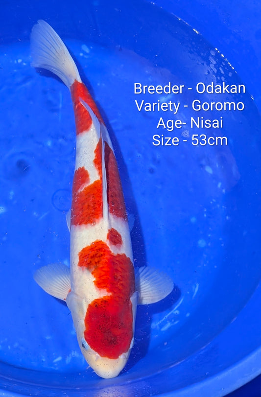 Odakan Nisai Koromo 53cm