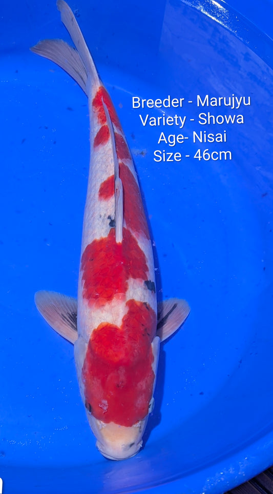 Marujyu Nisai Showa 46cm code Maruj09