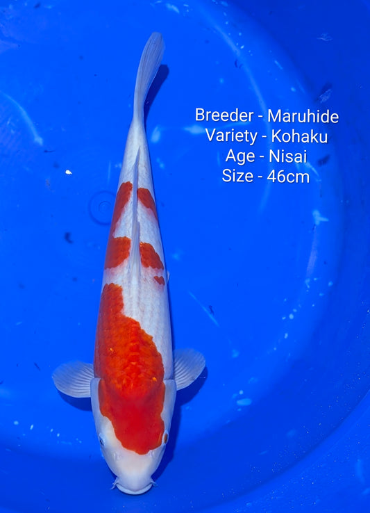 Maruhide Kohaku Nisai 46cm code - Maru01