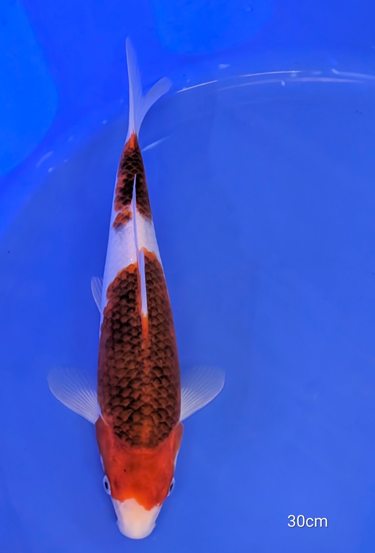 Raffle - Izumiya Jumbo Tosai Koromo with breeder certificate 30cm