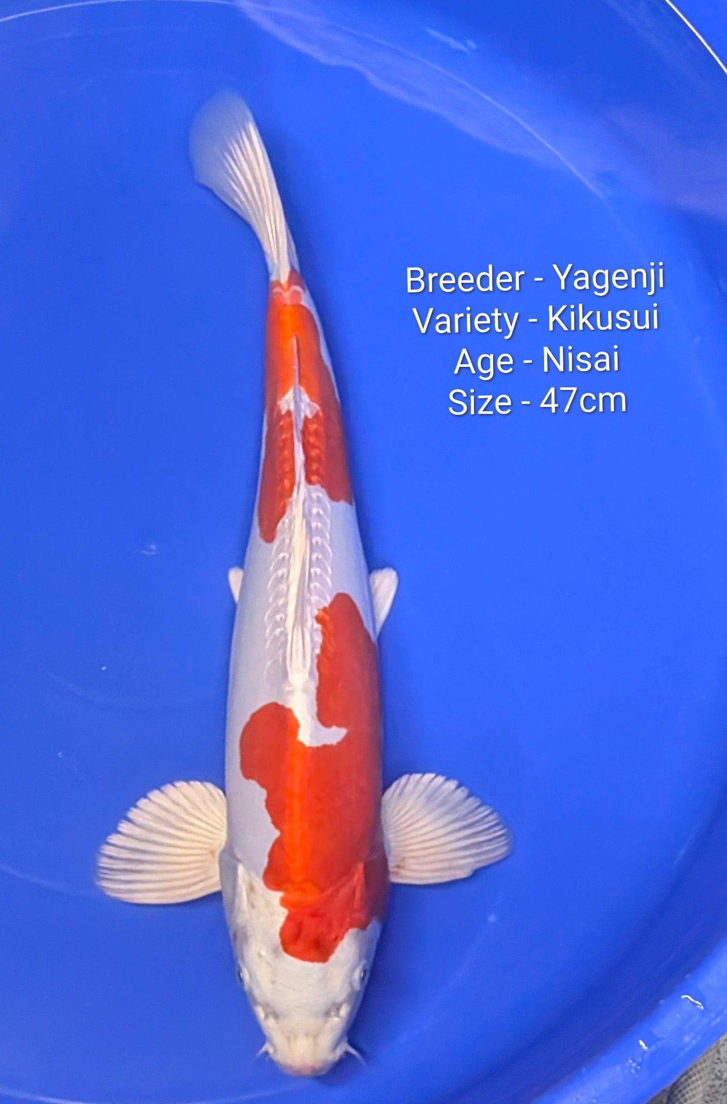 Yagenji Kikusui 47cm Nisai Female