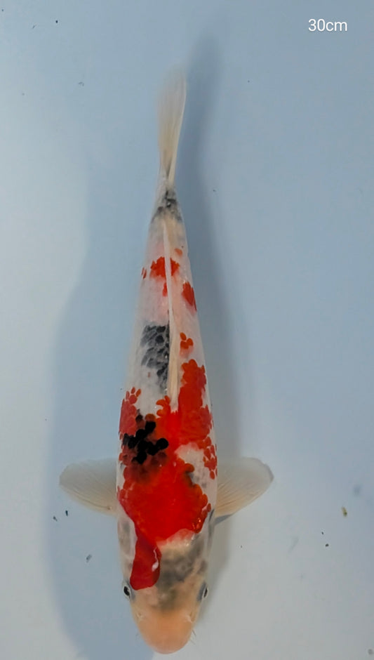 Dianichi Nisai Showa 30cm -D10