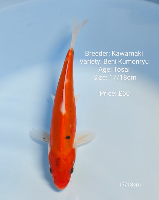 Kawamaki Beni Kumonryu