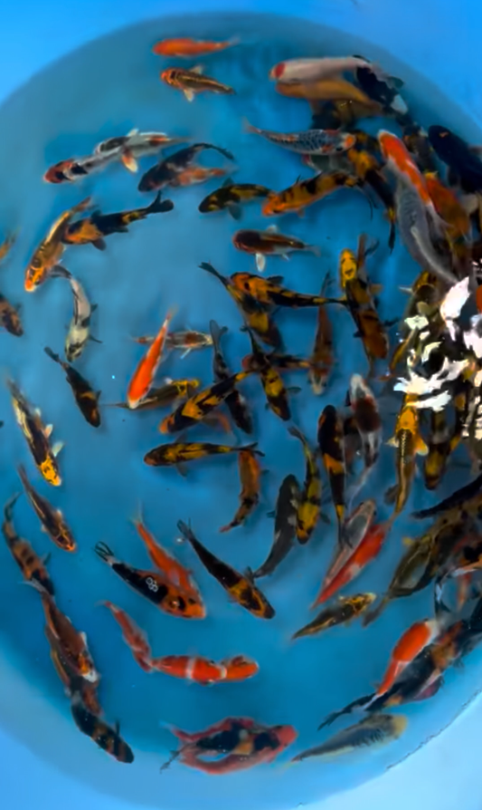 Preorder: 10 x ISA Maruyo 7-10cm Grow on Koi