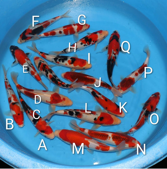 Pre order - G-  Izumiya jumbo Tosai with Certificate 26-30cm