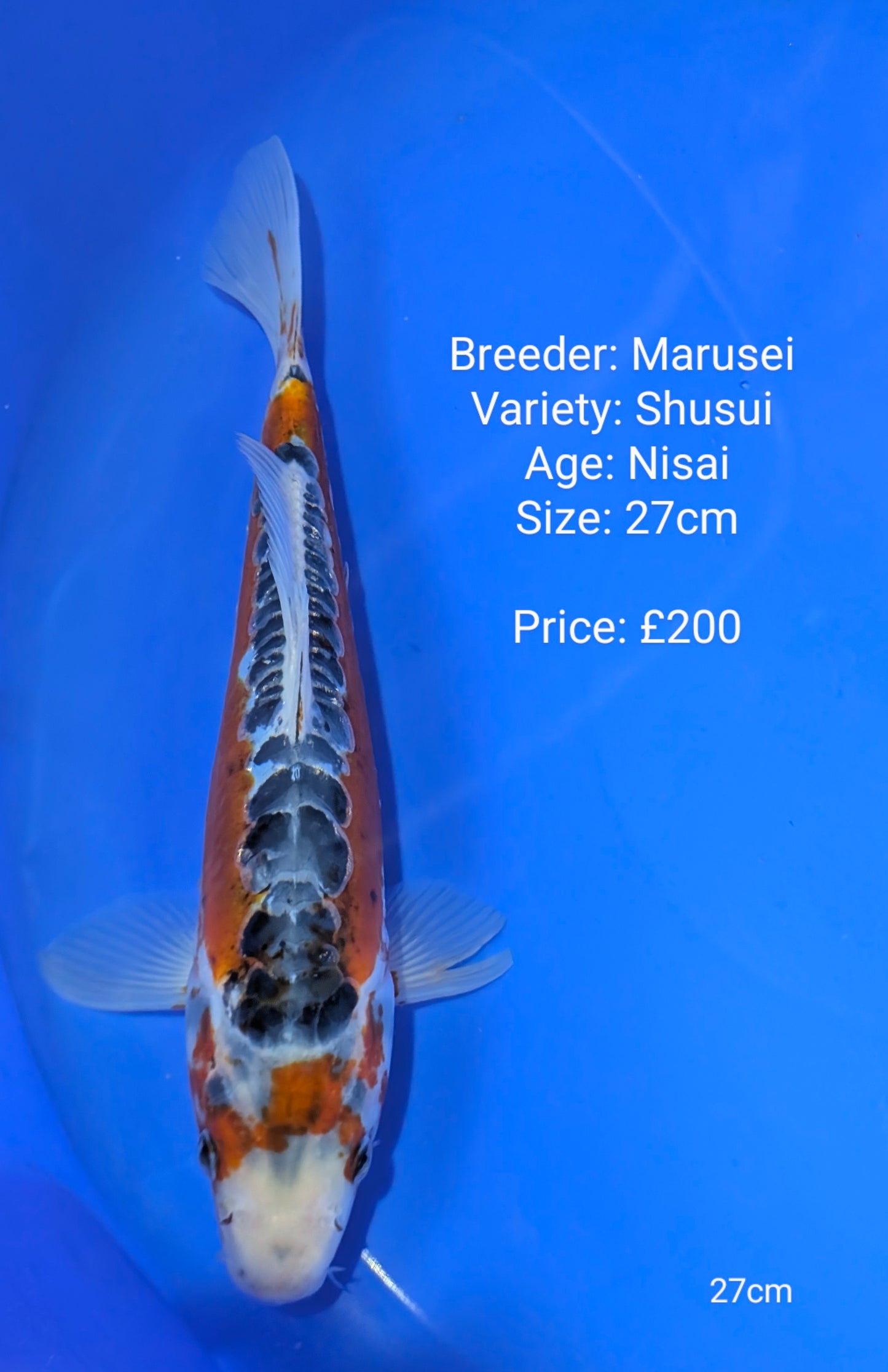 Marusei Shusui 27cm (In QT)