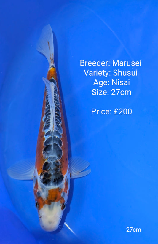Marusei Shusui 27cm (In QT)