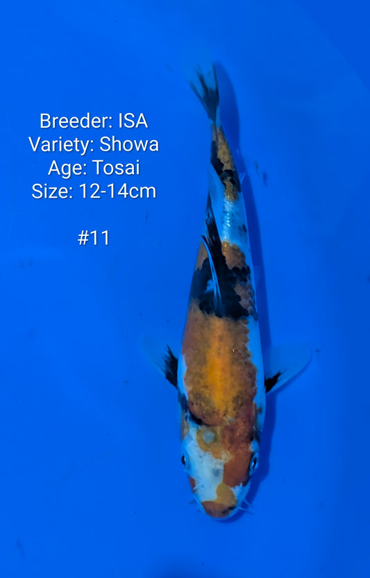 ISA SHOWA #11 Grow out