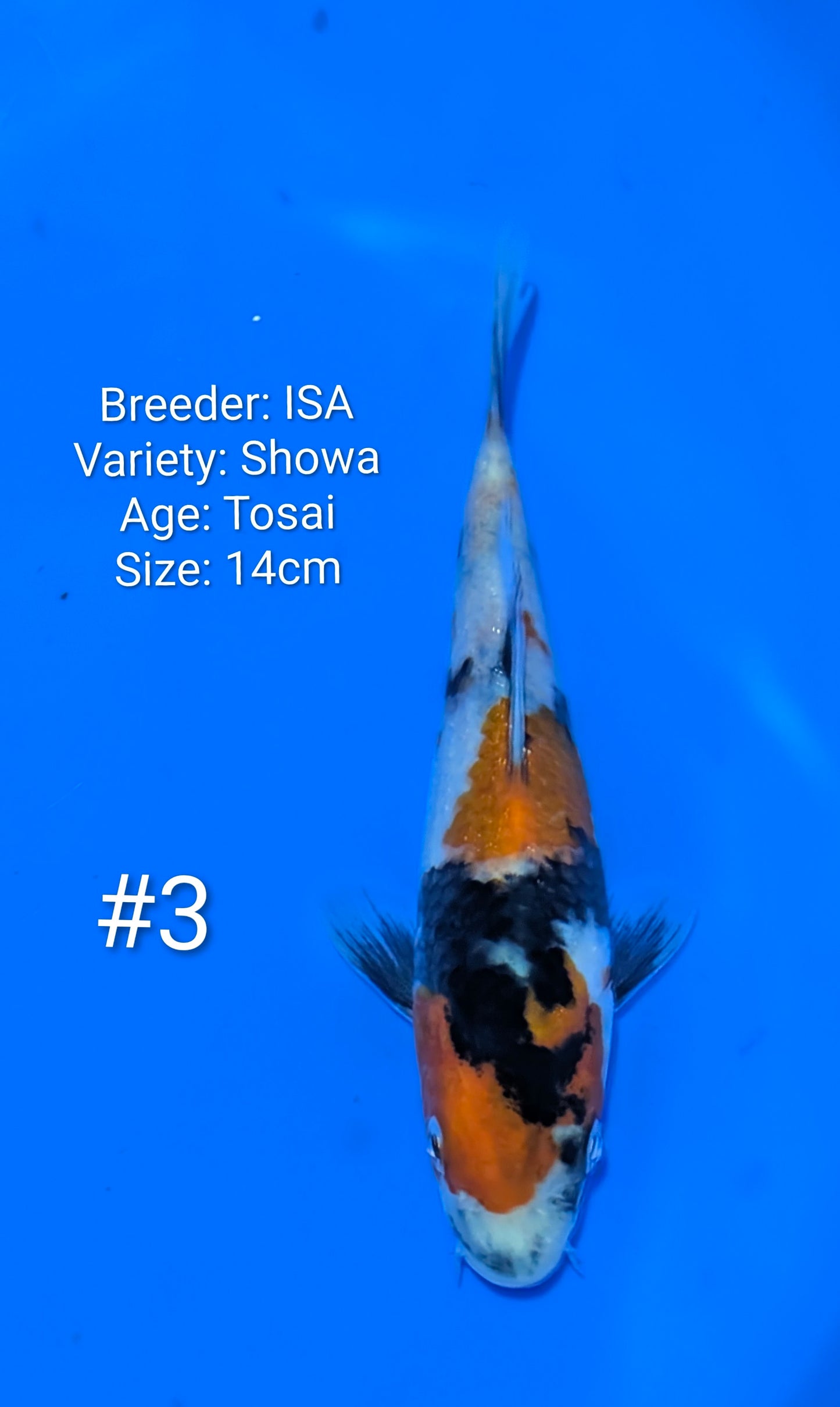 ISA SHOWA #3 Grow out