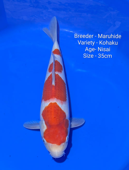 Maruhide Kohaku 35cm NisaI Code Maru02