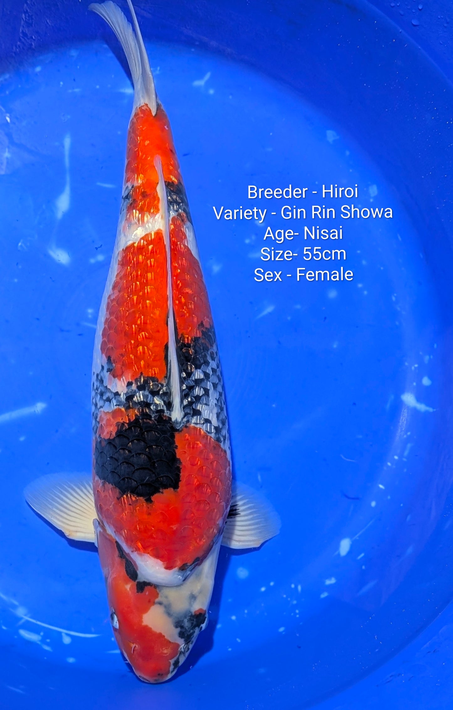 Hiroi Female Gin Rin Showa 55cm