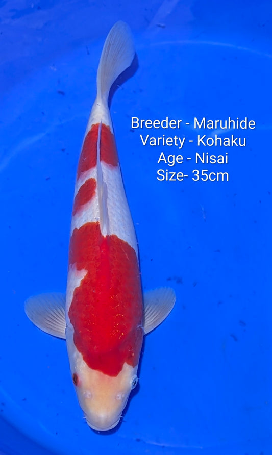 Maruhide Kohaku Nisai 35cm code Maru03