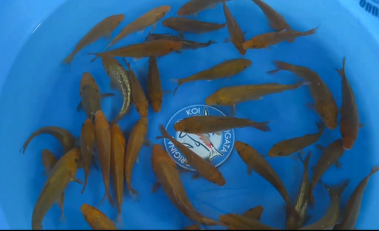 Kanno Chagoi from Sakai parent line Tosai pre order