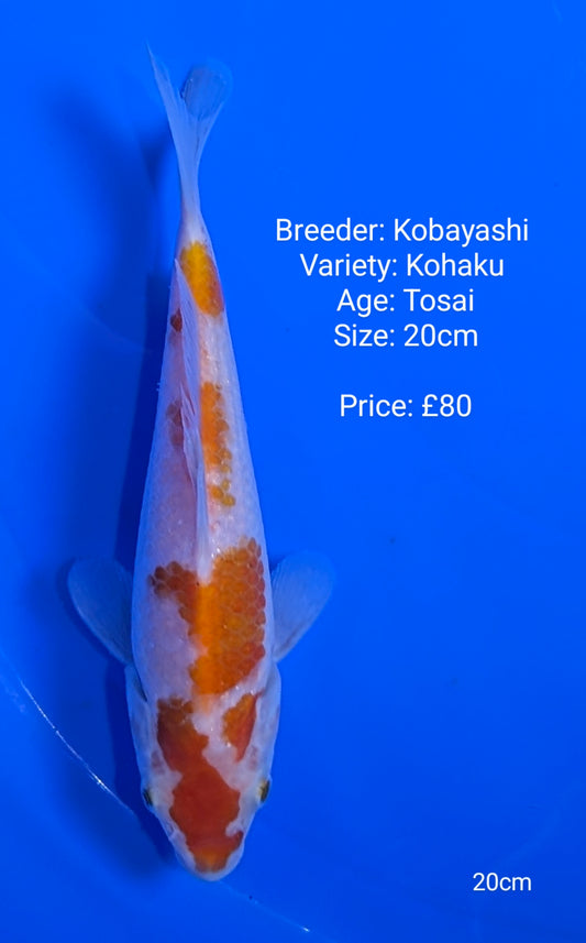 Kobayashi Kohaku