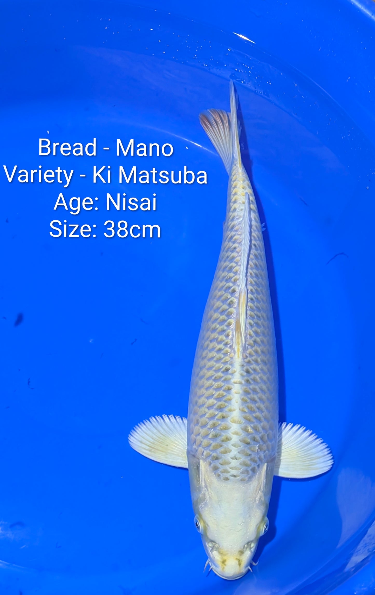 Mano Nisai Ki Matsuba 38cm