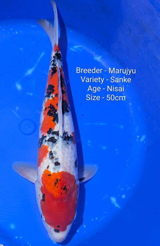 Marujyu Nisai Sanke 50cm Code Maruj04