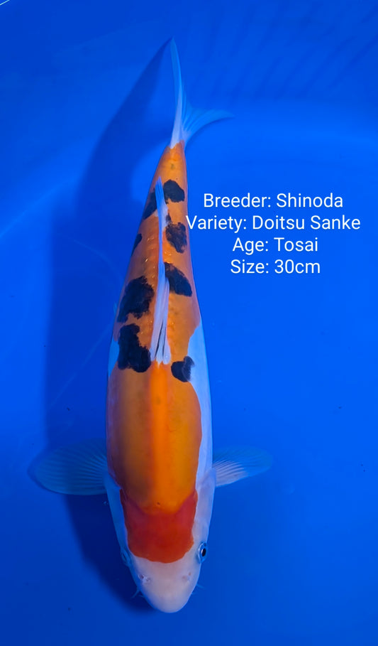 Shinoda Jumbo Tosai HQ Doitsu Sanke