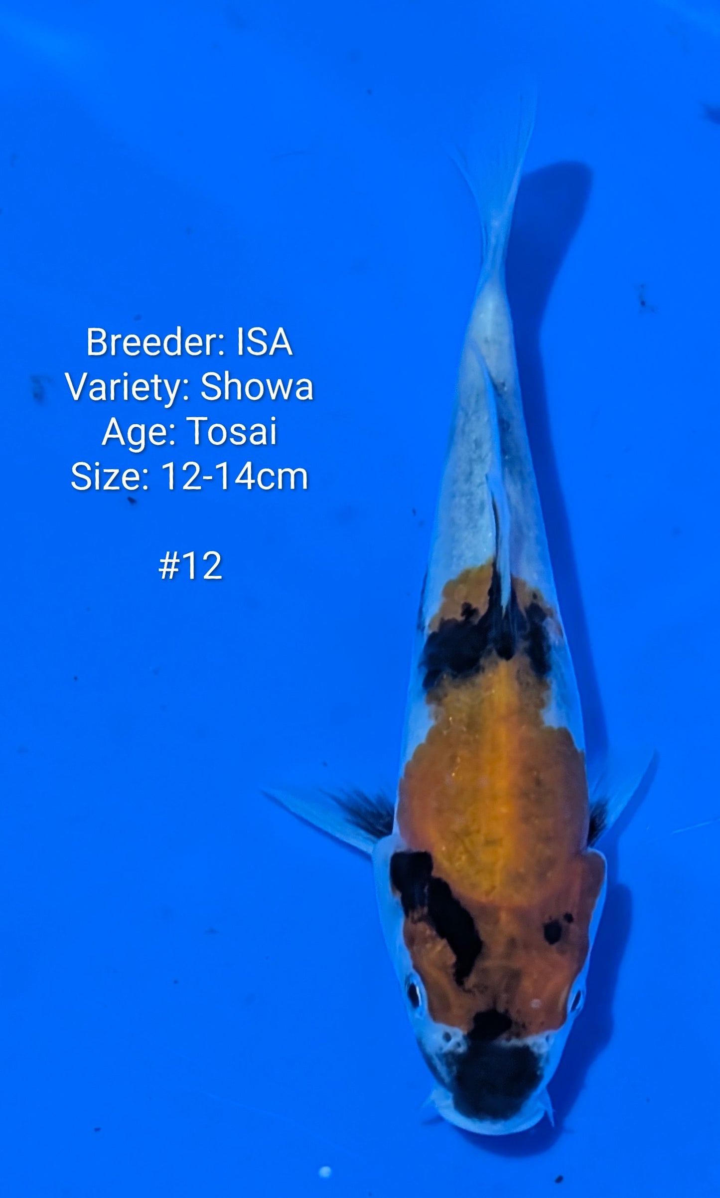 ISA SHOWA #12 Grow out