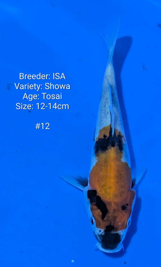 ISA SHOWA #12 Grow out