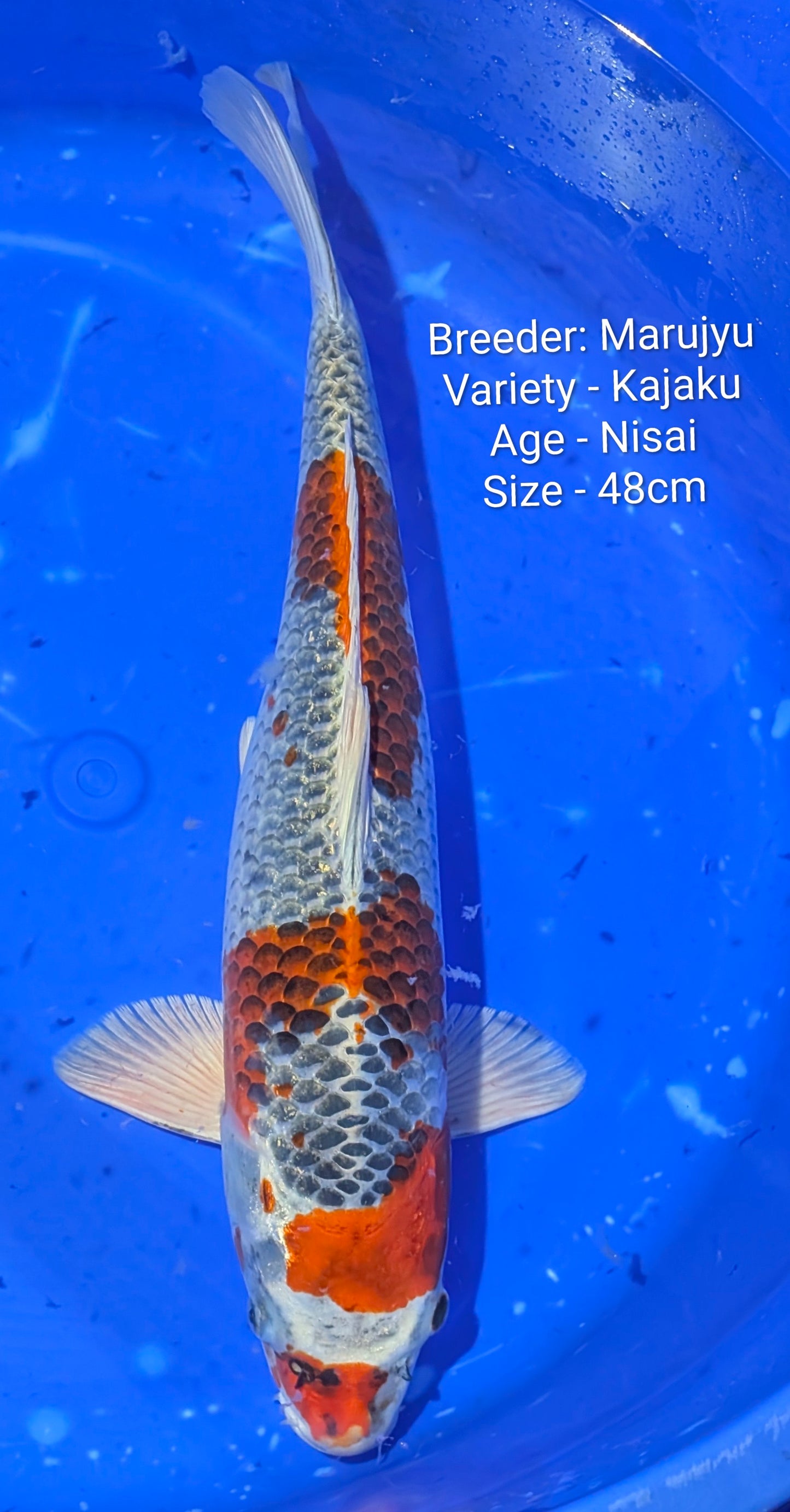 Marujyu Nisai Kajaku 48cm Code- Maruj03