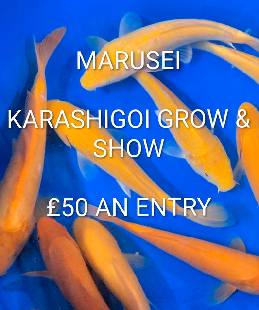 Marusei Grow + Show 15th August