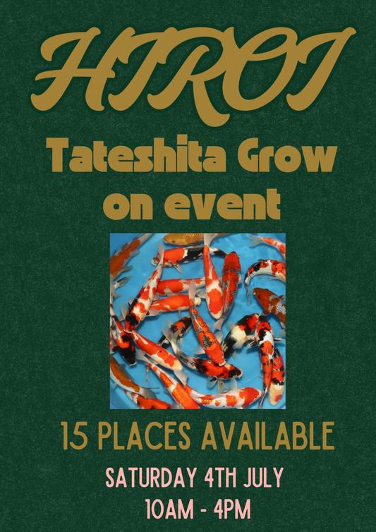 Hiroi Grow on event 25-30cm    High quality Jumbo Tosai