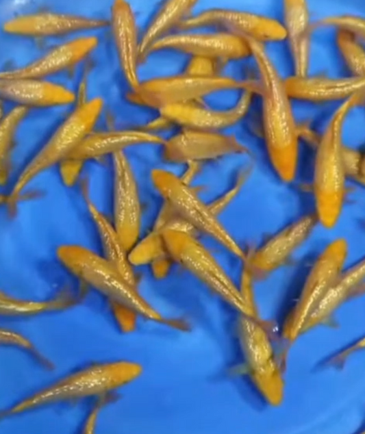 Dainichi - Yellow Money Karashigoi 15/16cm