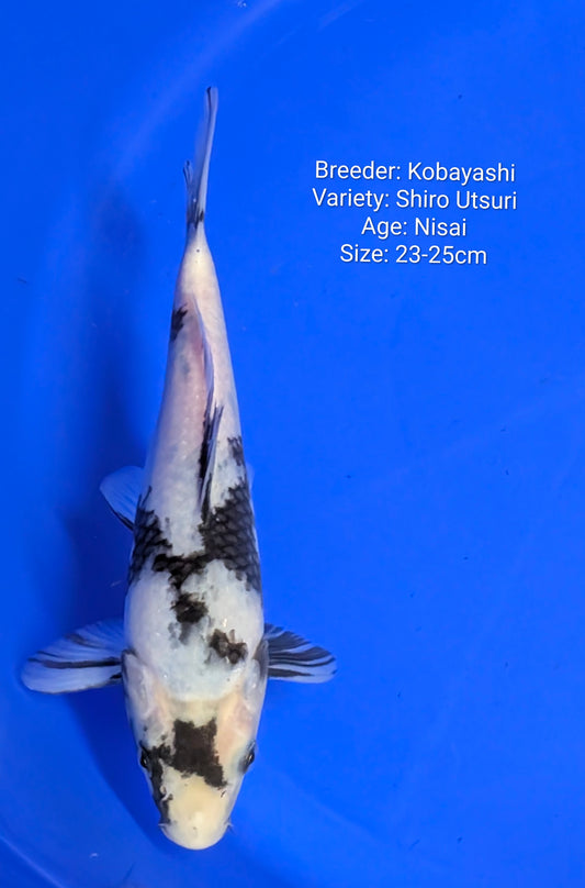 Raffle -Shiro Utsuri