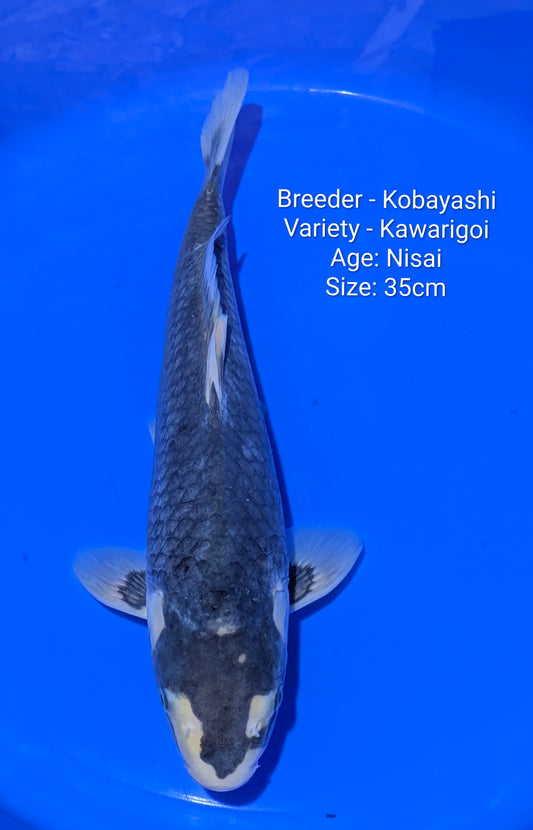 Kobayashi Kawarigoi Nisai 35cm Code- Kobay10