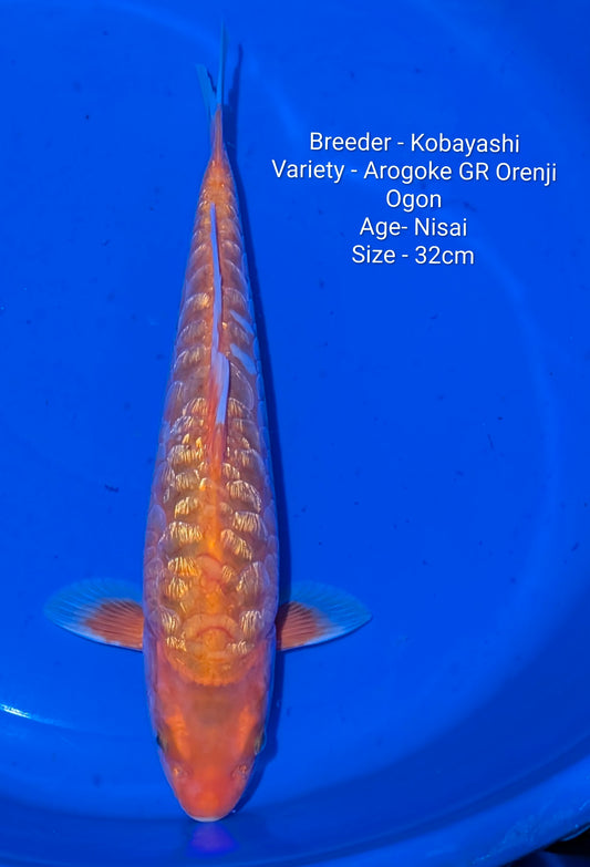 Kobayashi Arogoke Gin Rin Nisai 32cm Code - Kobay03