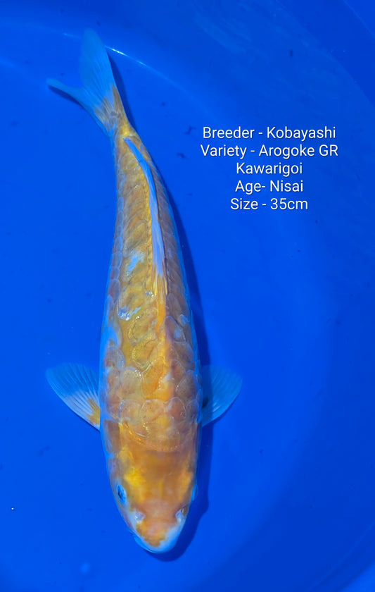 Kobayashi Arogoke Gin Rin Nisai 35cm Code - kobay01