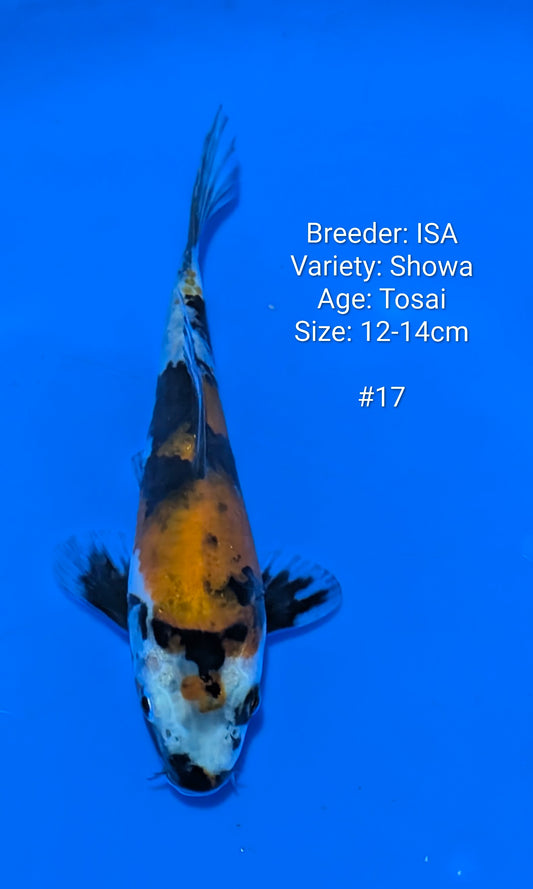 Raffle - ISA SHOWA #17 Grow out