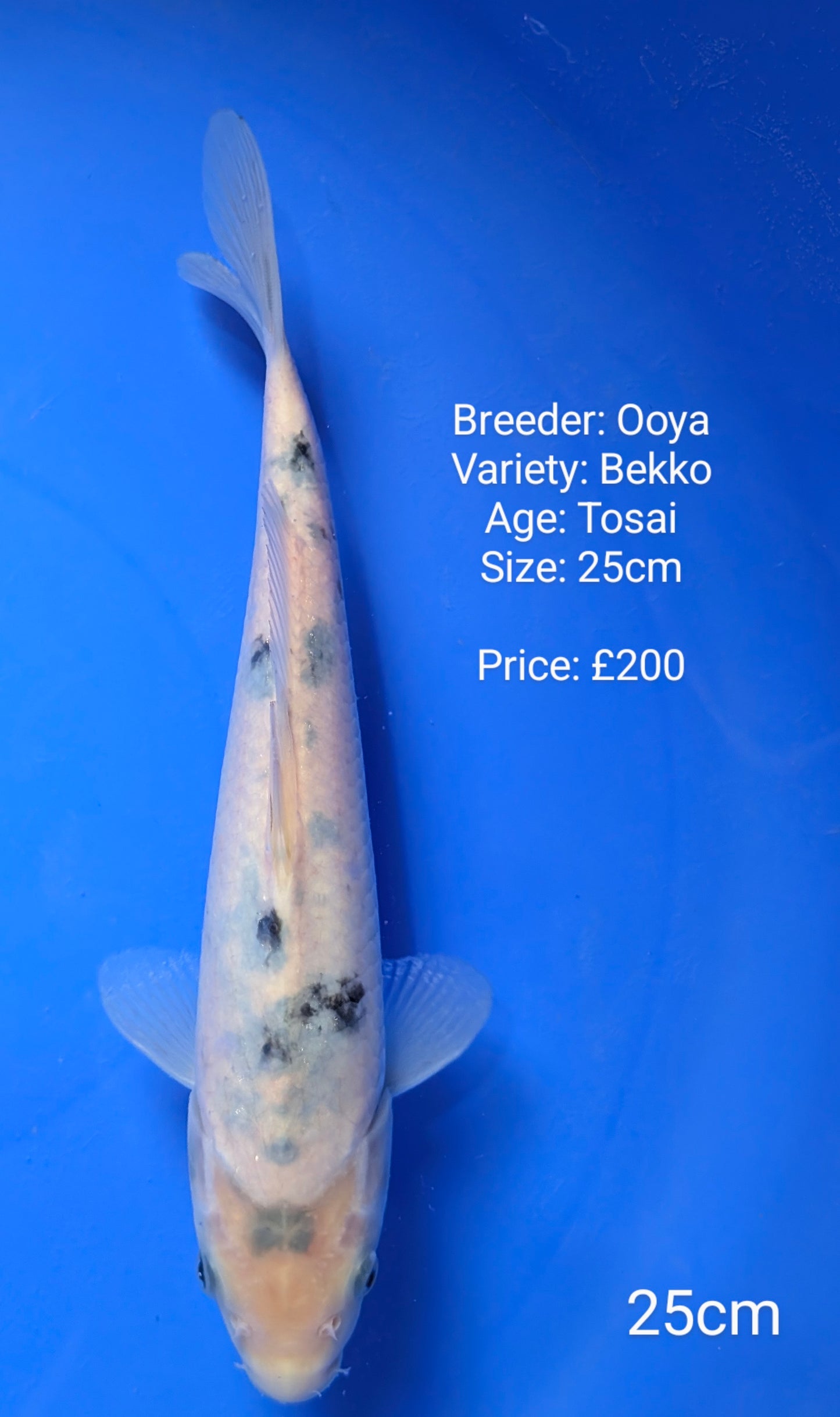 Ooya Bekko 25cm