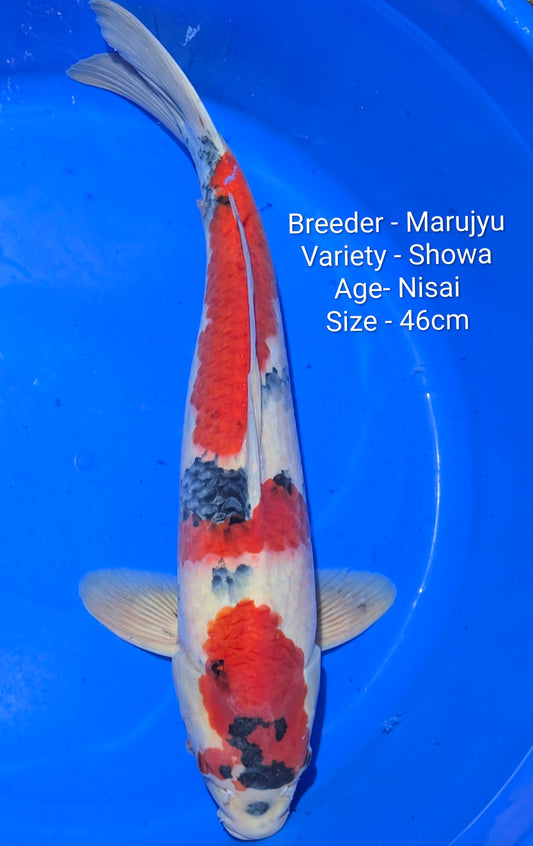 Marujyu Nisai Showa 46cm Code - Maruj10