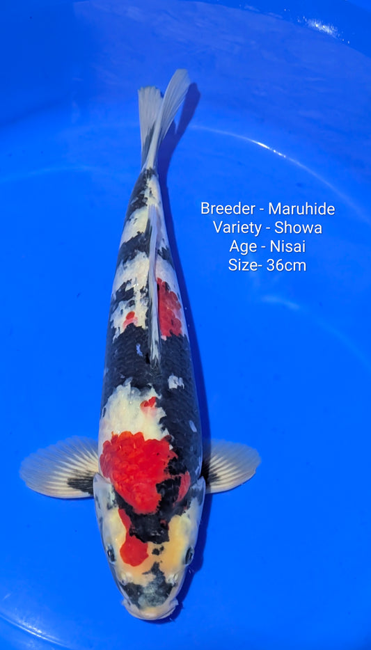 Maruhide Showa Nisai 36cm Code- Maru04