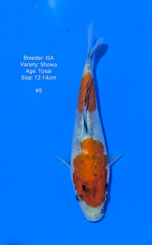 ISA SHOWA #5 GROW OUT