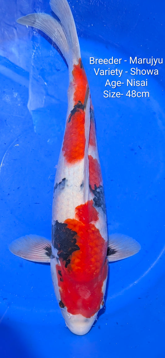 Marujyu Nisai Showa 48cm Code - Maruj07
