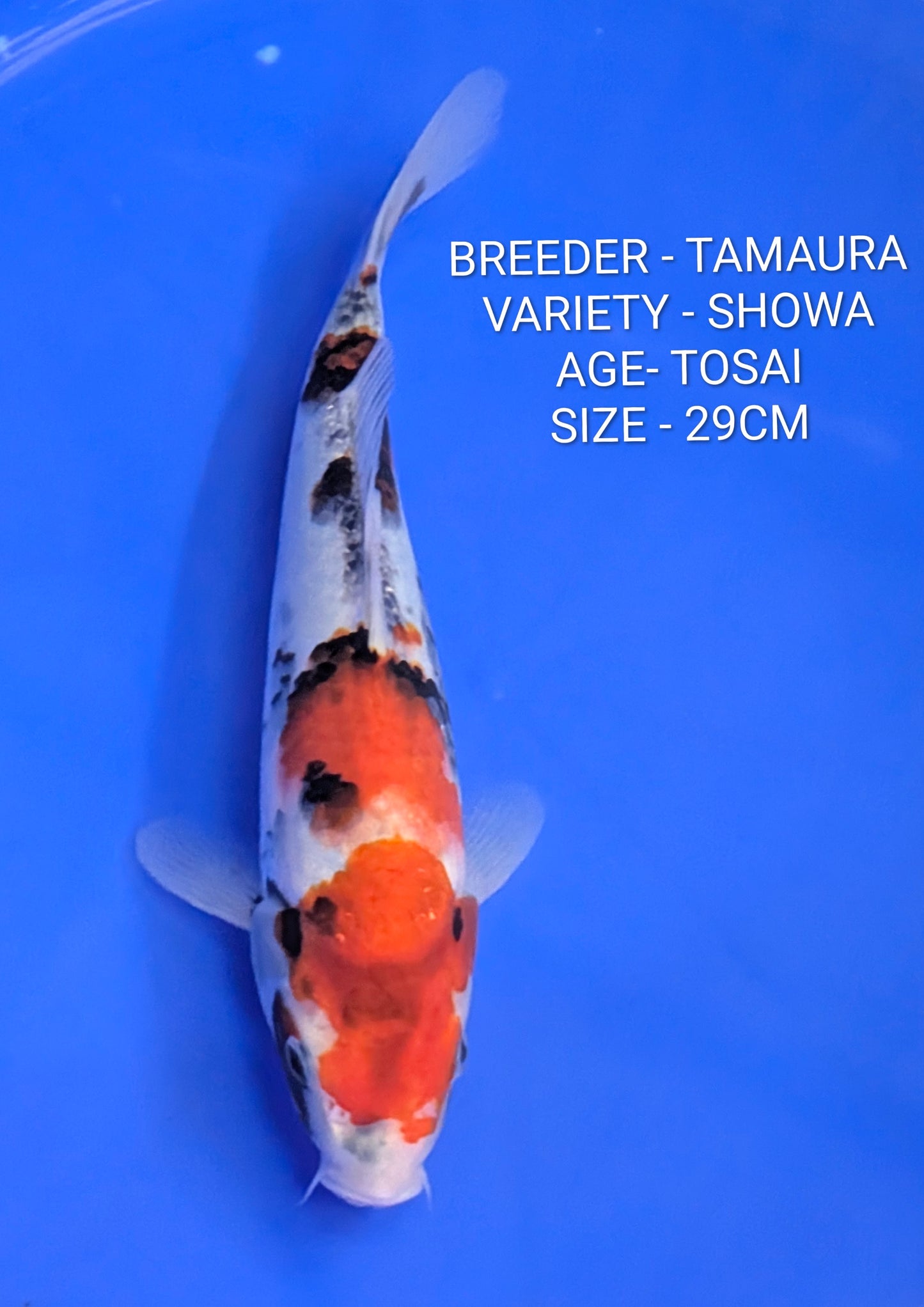 Raffle - Stunning Tamaura Showa 29cm Jumbo Tosai