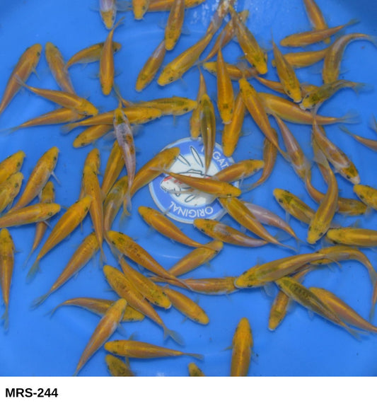 Marusaka Aya Wakaba Tosai