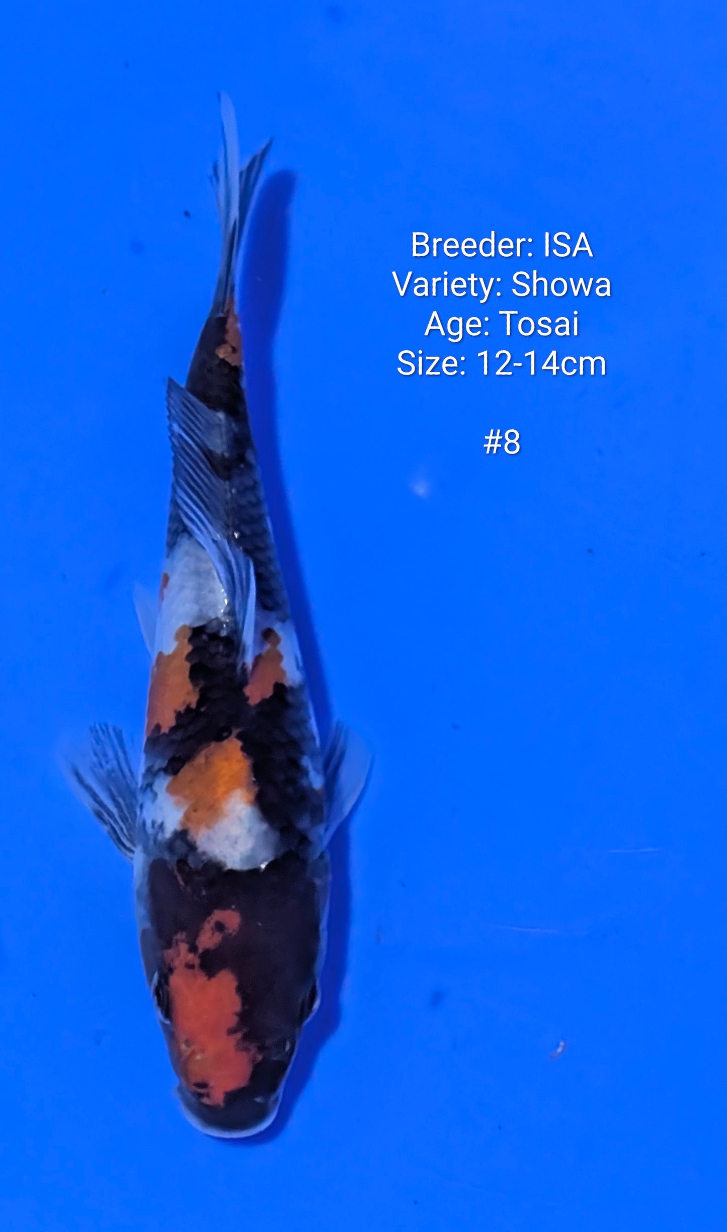 ISA SHOWA #8 Grow out