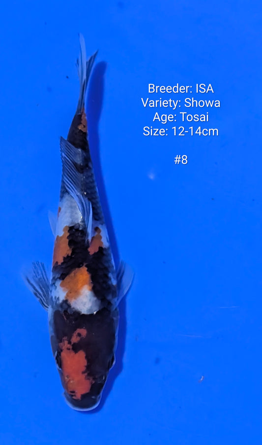 ISA SHOWA #8 Grow out