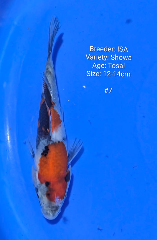 ISA SHOWA #7 Grow out