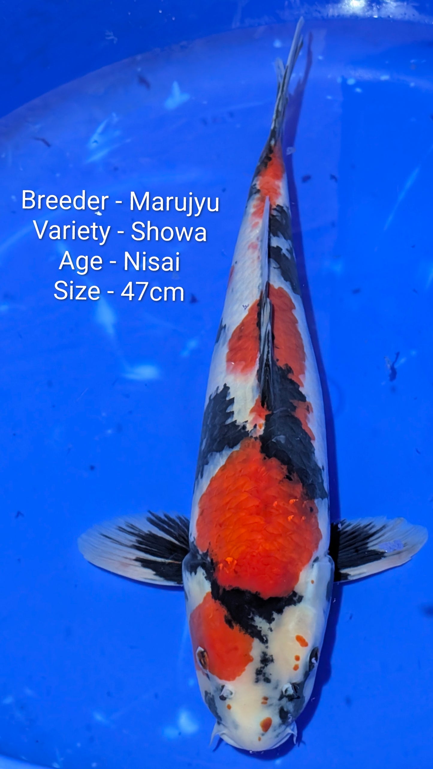 Marujyu Nisai Showa 47cm Code - Maruy01