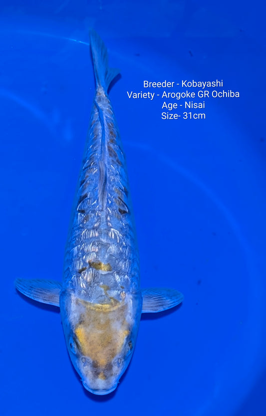 Kobayashi Arogoke Gin Rin Nisai 31cm Kobay05