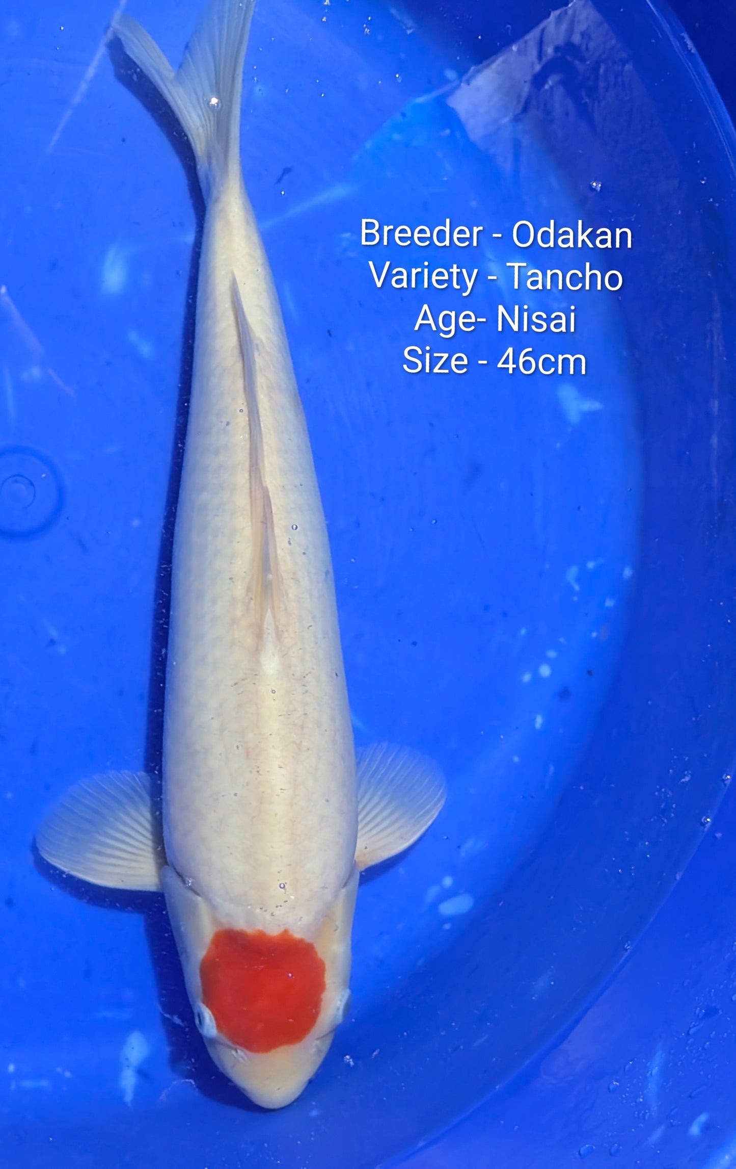 Odakan Nisai Tancho 46cm